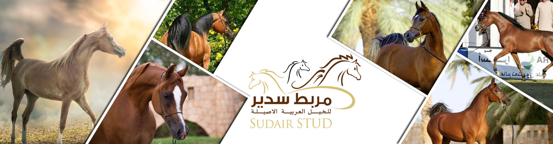 شركائنا في النجاح مربط سدير للخيل العربية الأصيلة